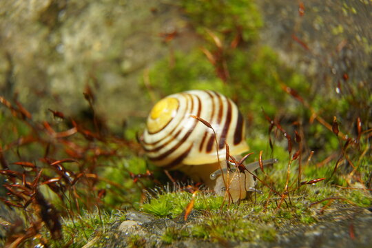 Macro shot of a small white-lipped snail with a yellow striped shell crawling on green moss and spore capsules. Blurred forest background.