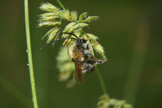 Detailed macro shot of a long-horned bee clinging to a wet grass seed head covered with morning dew. Soft dark green natural background.