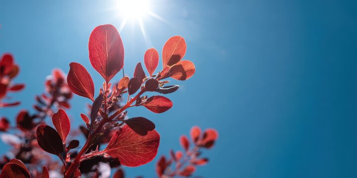 Roselle fruits against a blue sky backdrop