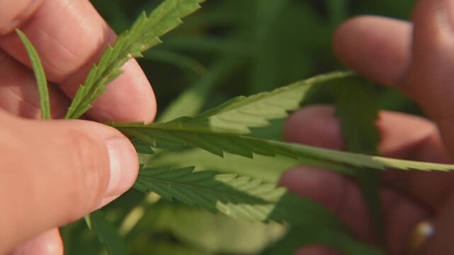 man checks cannabis leaves on hemp field in summer