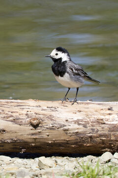 A white wagtail, Motacilla alba, forages along a log above a rocky pond shoreline in Prague, Czech Republic, this tight vertical crop suits mobile and social media wildlife content.
