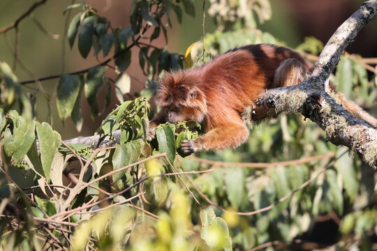 East Javan langur (Trachypithecus auratus), also known as the ebony lutung, Javan langur or Javan lutung, is an Old World monkey from the Colobinae subfamily.