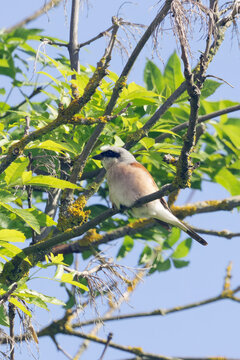 A male Red-backed Shrike Lanius collurio sits among green leaves and yellow lichen. This tall vertical composition features a clear blue sky, providing excellent copy space for mobile designs.