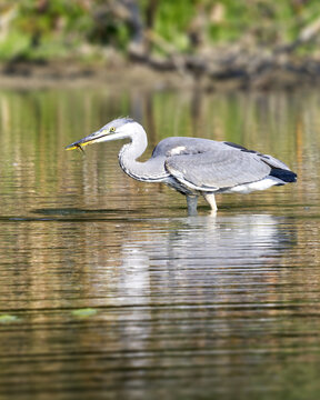 A grey heron, Ardea cinerea wades in shallow water at Milicovsky pond near Prague, gripping a small frog by the leg in its beak after a successful catch.
