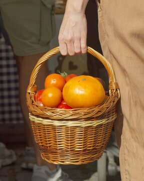 Tight vertical close-up of a wicker basket overflowing with glossy heirloom tomatoes carried by hand at Naplavka farmers market in Prague, celebrating fresh local seasonal produce.
