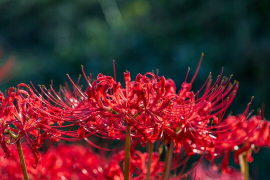Vibrant red spider lily blooming in autumn with dark background and copy space for banner design