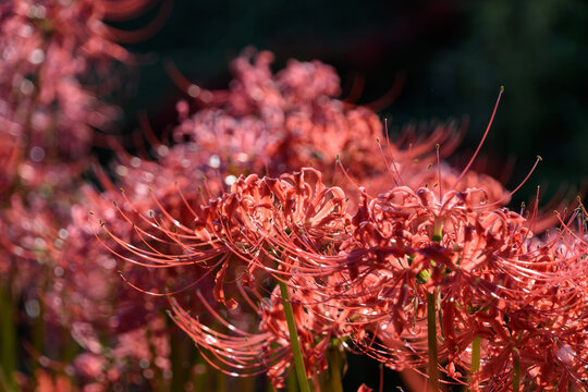 Close-up of vibrant red spider lily blooming in autumn with soft bokeh background and copy space for design