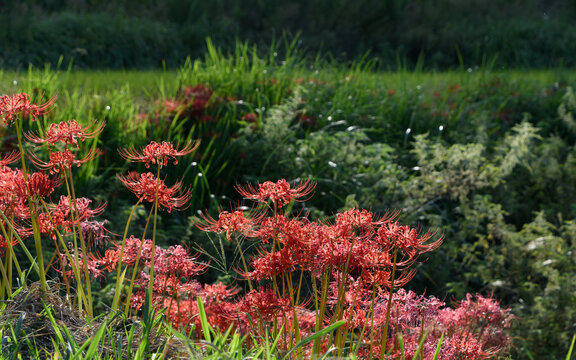Red spider lilies blooming in green autumn field with soft bokeh background and copy space for design