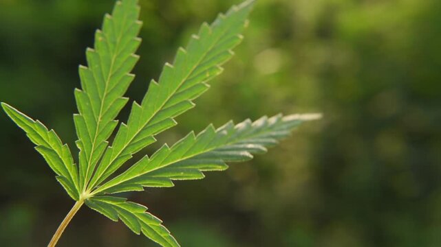 man holds a small leaf of hemp on a green background