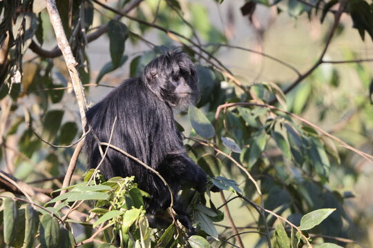 East Javan langur (Trachypithecus auratus), also known as the ebony lutung, Javan langur or Javan lutung, is an Old World monkey from the Colobinae subfamily.