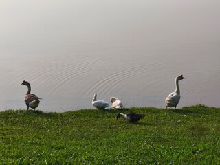 geese on the lake © azri
