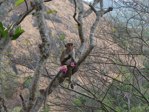Toque macaque monkey sitting on a tree branch holding a pink lotus flower in Dambulla, Sri Lanka wildlife concept
