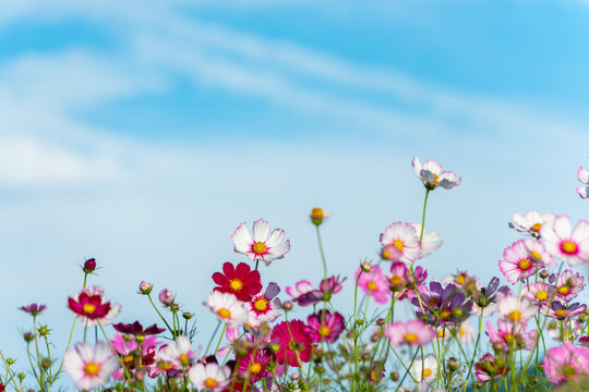 Vibrant pink and white cosmos flowers blooming under clear blue sky with copy space in autumn nature