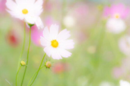 Soft pastel pink cosmos flowers blooming in dreamy garden with gentle bokeh and copy space for wellness design