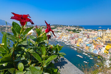 Piękny kwiat na tle panoramy Marina di Corricella na wyspie Procida, Włochy. © Grzegorz