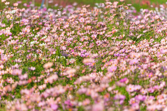 Field of blooming pink cosmos flowers in sunny autumn garden with soft foreground bokeh and copy space