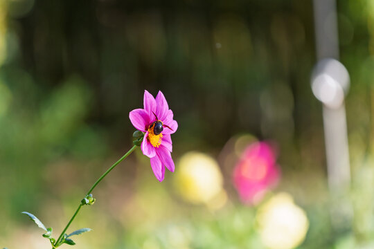 Bright pink dahlia blooming with carpenter bee collecting nectar in autumn garden with soft bokeh and copy space