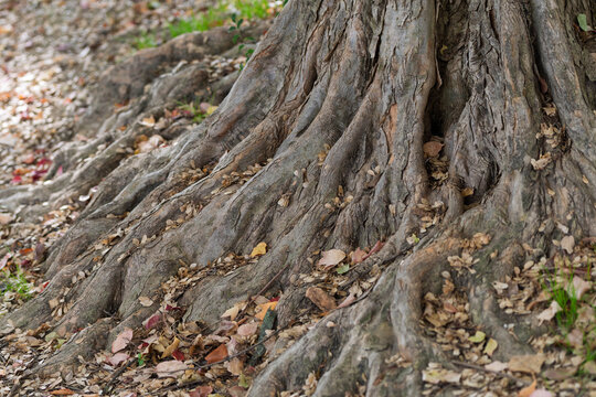Close-up of powerful tree roots spreading on ground with autumn fallen leaves in forest with copy space