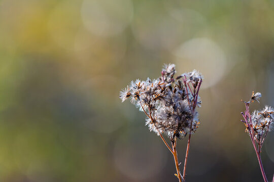 Close-up of wild plant fluffy seed heads with soft circular bokeh background in winter nature copy space