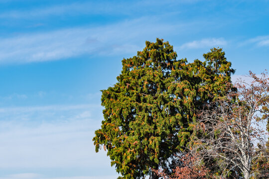 Tall cedar tree standing against blue sky with light clouds in sunny winter day copy space