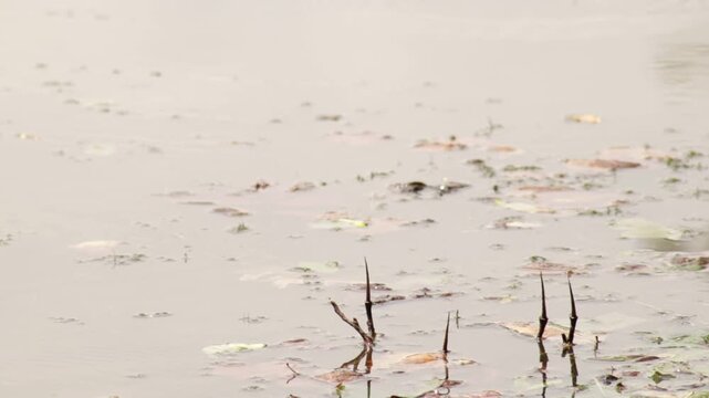 Above a lake, dragonflies zip around. Looks like mostly eastern amberwing.  A dragonfly with banded wings lands on a branch poking out of the water, likely a common whitetail dragonfly.  