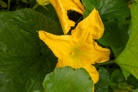 Male Squash Blossom Showing Bright Yellow Petals In Garden Growth