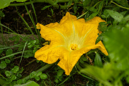 Female Pumpkin Blossom Showing Bright Yellow Petals In Garden Growth