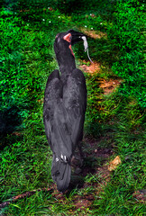 Southern ground hornbill eats mouse. Latin name - Bucorvus leadbeateri  © Mikhail Blajenov