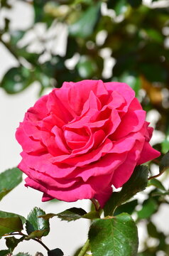 Mon amie la rose