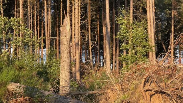 storm damaged forest edge with fallen scots pine trees in scotland