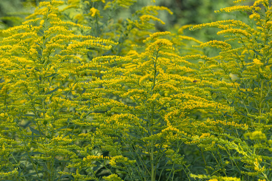 Solidago or goldenrod yellow wildflower field blooming in late summer, natural background.