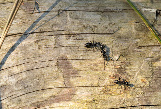 Black carpenter ants interacting on an old wooden log texture.