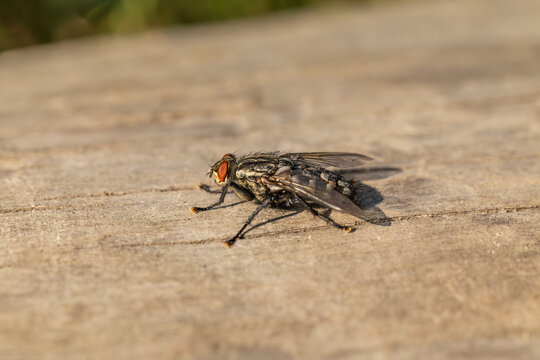 Close-up of a flesh fly sitting on a wooden surface.