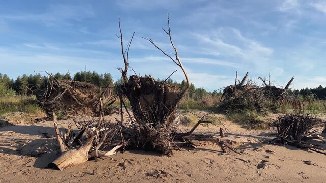 Uprooted Tree Roots Resembling a Crab on a Sandy Beach