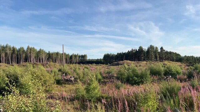 Young Birch Trees Regenerating Naturally After Storm Damage in Scottish Woodland