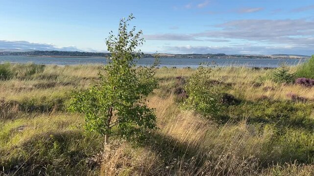 Young Birch Trees Regenerating Naturally After Storm Damage in Scottish Woodland