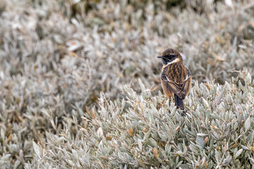 Fototapeta premium European stonechat in coastal vegetation