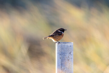 Fototapeta premium European stonechat on a metal post