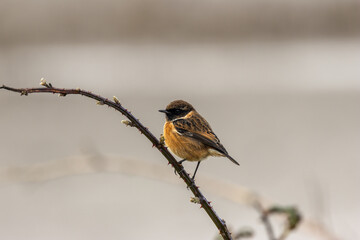 Fototapeta premium European stonechat on a thorny stem