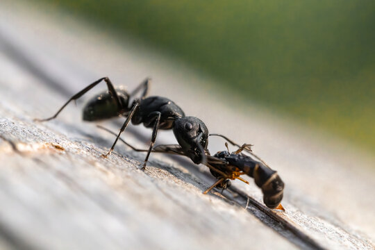 Close-up macro shot of an ant carrying a heavy load on a log.