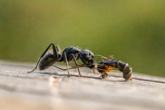 Macro side view of a black worker ant with its insect prey on a wooden surface.