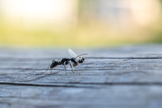 Macro close-up of a black worker ant carrying its insect prey on a wooden surface.