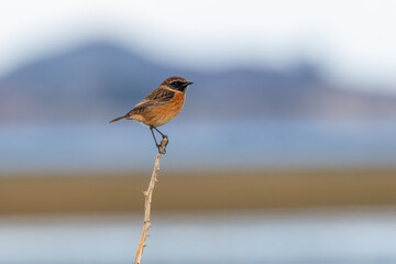 Fototapeta premium European stonechat perched on a dry stem