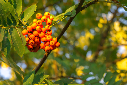Ripe rowan berries hanging on a tree branch close up..
