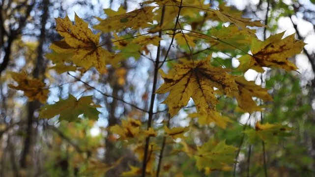 Yellow autumn maple leaves on branch swaying gently in forest breeze