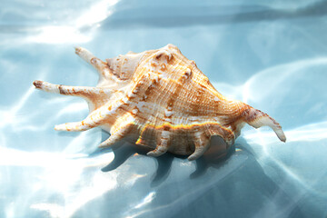 Large conch shell on rippling water surface with sunlit reflections evoking summer and beach memories © Nataliia