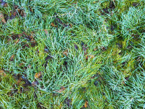 Frosted Grass and Brown Leaves Close-Up Texture
