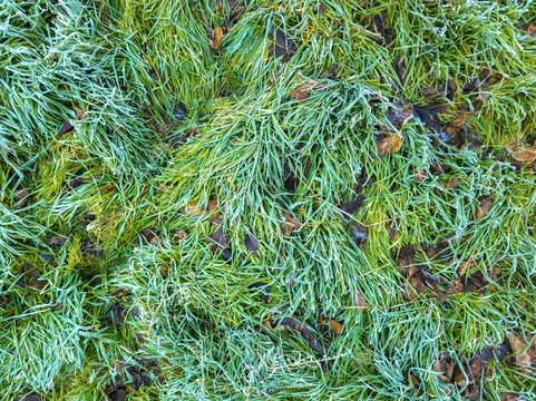 Frosty Green Grass and Fallen Leaves Texture Background