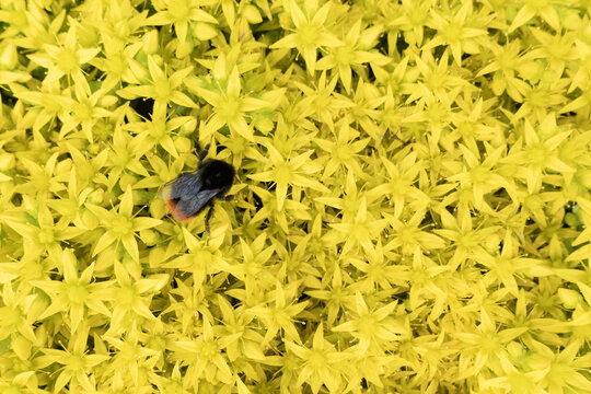 Bumblebee collecting nectar from vibrant yellow sedum flowers