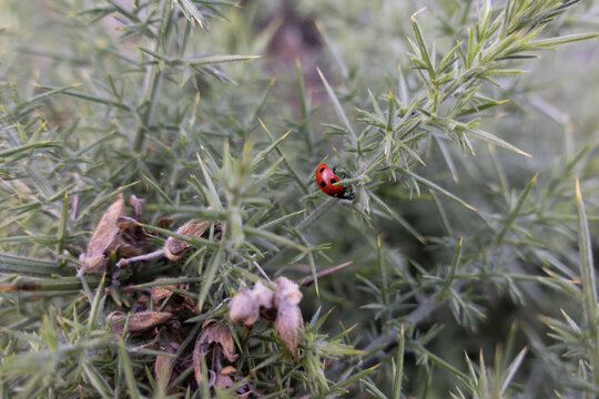 Ladybug exploring thorny gorse branches